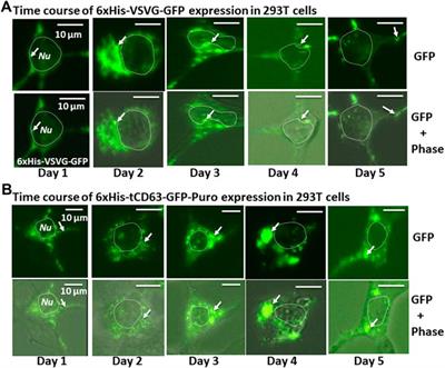 Orchestrating Extracellular Vesicle With Dual Reporters for Imaging and Capturing in Mammalian Cell Culture